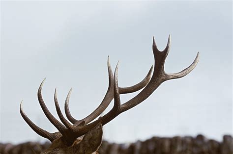 What's the Difference Between Antlers and Horns? - The Wolf Center