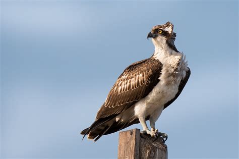 Get To Know This Year's Featured World Migratory Bird Day Species ...