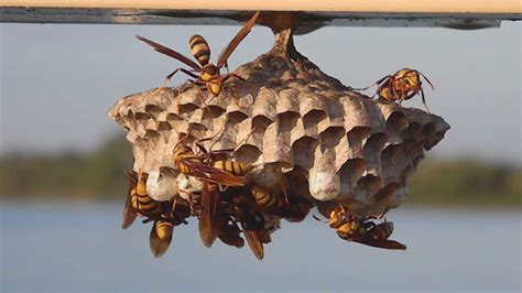 Paper Wasp Nest Removal