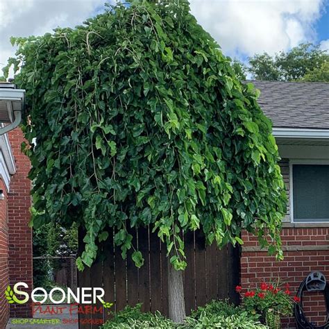 Chaparral Weeping Mulberry | Sooner Plant Farm