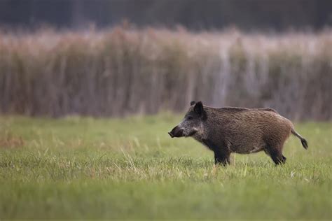 Hunting Wild Boar in California - Pew Pew Tactical