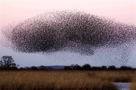 Did climate change cause the locust plagues in East Africa?