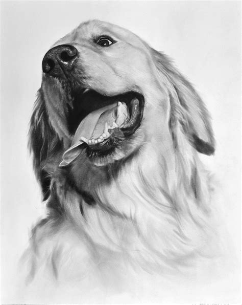 Golden Retriever drawn in pencil — Steemit | Golden retriever drawing ...