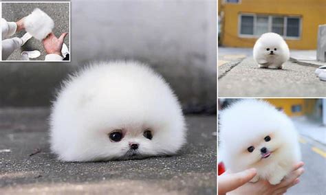 A tiddly Pom-Pom! Tiny Pomeranian puppy called Snowball becomes an ...