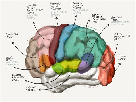 The Neuroscience of Learning & Memory: Part I | iDoRecall