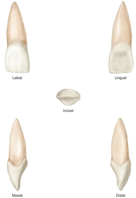 The Permanent Maxillary Incisors (Dental Anatomy, Physiology and ...