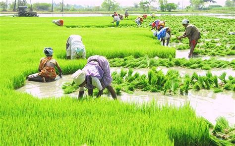 Sowing of Kharif crops touches new record - The Sunday Guardian Live