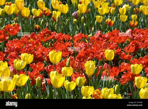 A massed display of Tulips at Floriade, Canberra, Australian Capital ...