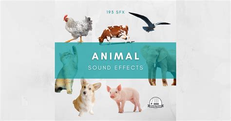 Animal Sound Effects | Animals Sound FX | Unity Asset Store