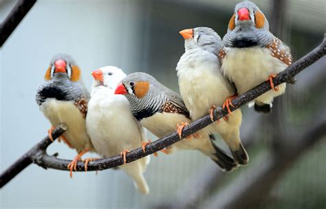 Keeping Different Birds Together | Keeping Pet Finches