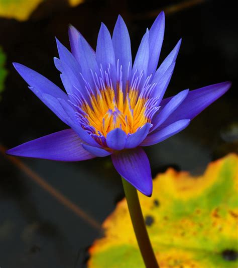 What Is Blue Lotus Flower? Benefits And How To Use