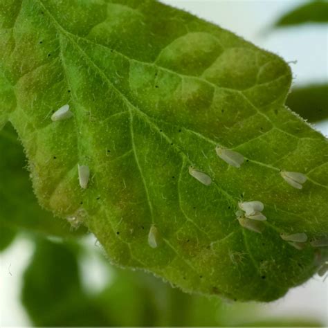 How To Keep Whiteflies Off Tomato Plants – Keep Plants Safe!