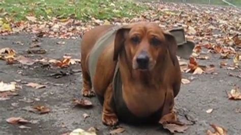 Obese wiener dog gets tummy tuck - CNN Video