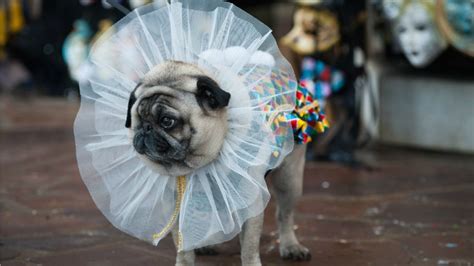 28 pet costumes we wish we could wear ourselves