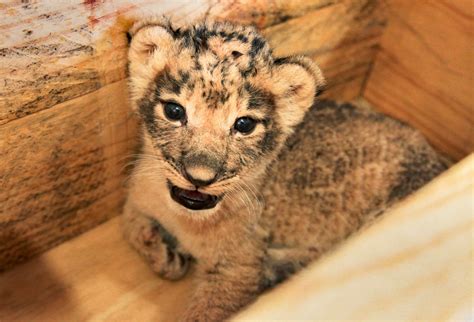 The Dallas Zoo Welcomes Three African Lion Cubs - D Magazine