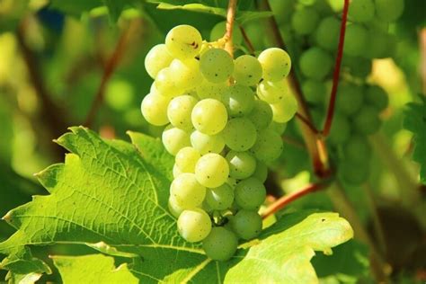 Grape Harvesting - When and How to Harvest your Vineyard - Wikifarmer