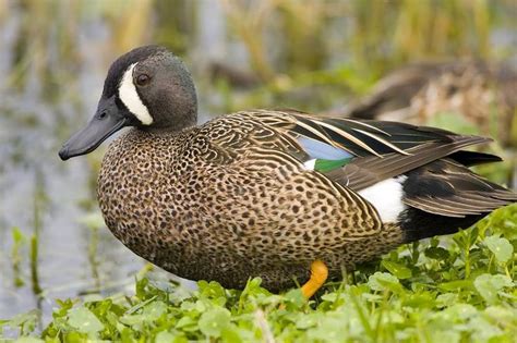 Blue-winged Teal Male Duck Photography