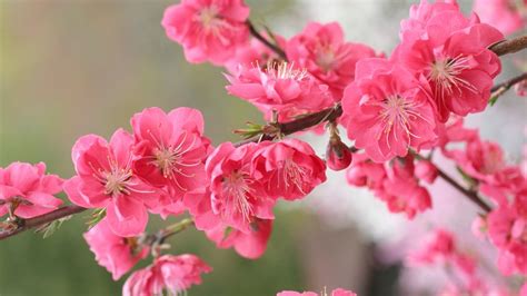 「桃の花」 ・ Bing日替わり画像