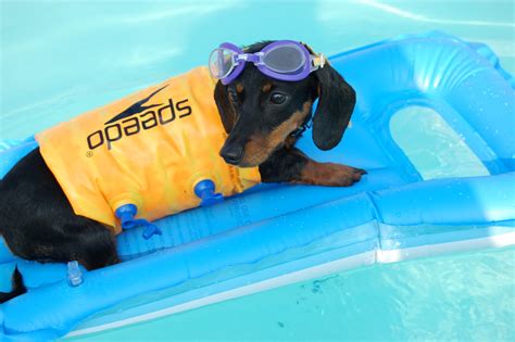 Land Of Paws: got your floaties on??