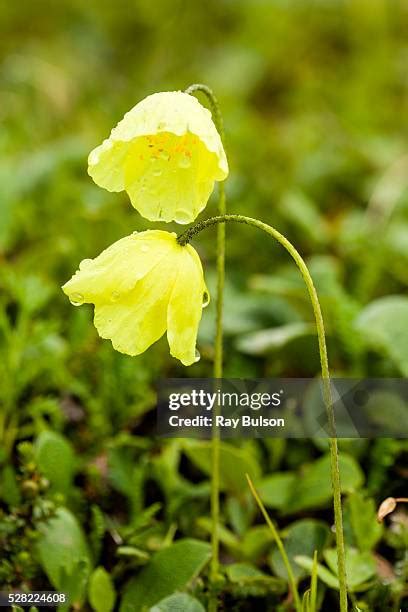 51 Arctic Poppy Stock Photos, High-Res Pictures, and Images - Getty Images