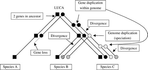 A cartoon illustrating simplified patterns of protein evolution. Two ...