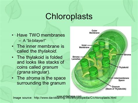 Chloroplast In Plant Cell