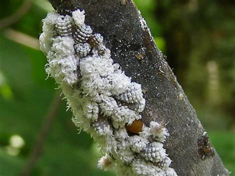 Blue Jay Barrens: Wooly Alder Aphid