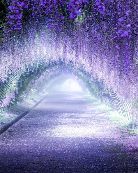 Wisteria tunnel in Kitakyushu, Japan - Travel & Photography | Fantasy ...