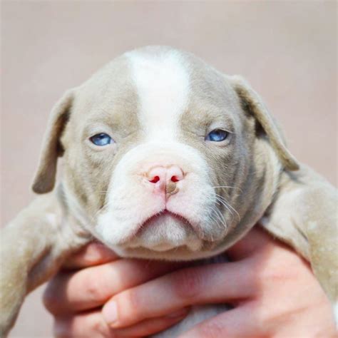 Chiot puppy puppies American bully XL XXL Bully Pitbull France Belgique ...