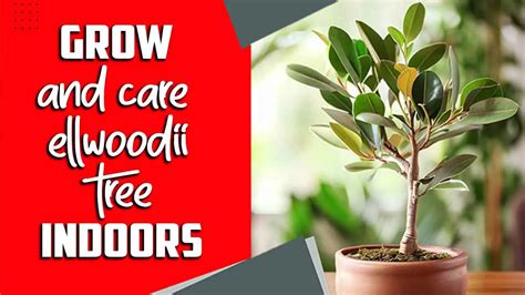 Grow & Care Ellwoodii Tree Indoors - Optimal 7 Ways