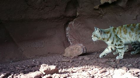 Wildlife Friendly Enterprise Network » Blog Archive » Andean Cat