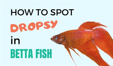 Dropsy in Betta Fish – How to Treat & Cure Bloated Symptoms