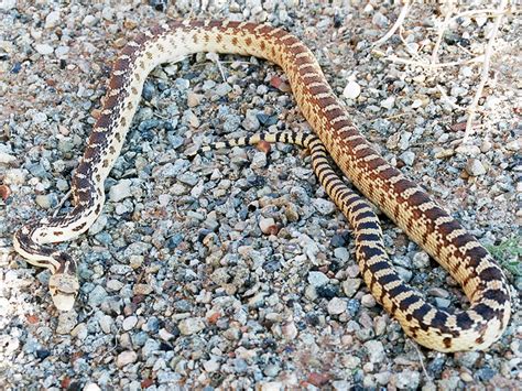 Great Basin gopher snake: Hite, Glen Canyon National Recreation Area, Utah