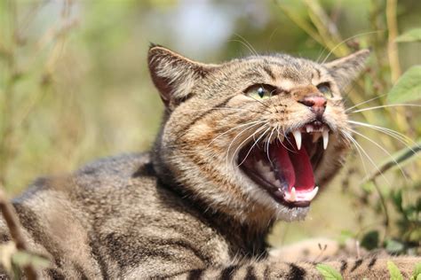 Australia Might Genetically Modify Feral Cats Out of Existence - Newsweek