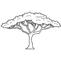 Acacia Tree » Coloring Pages » Surfnetkids