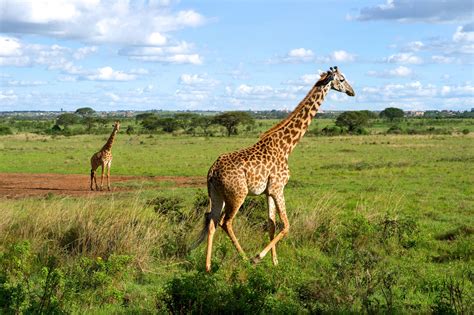 Giraffes Free Stock Photo - Public Domain Pictures