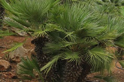 Chamaerops humilis