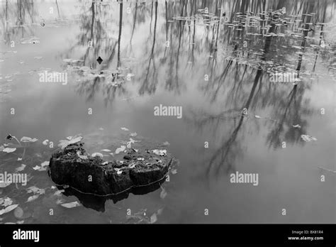 Pond water reflection hi-res stock photography and images - Alamy