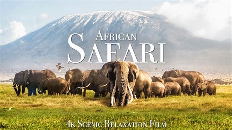 African Safari 4K - Scenic Wildlife Film With African Music