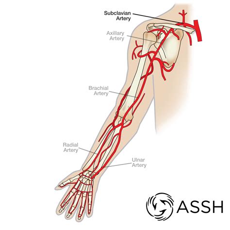 Radial Artery Location