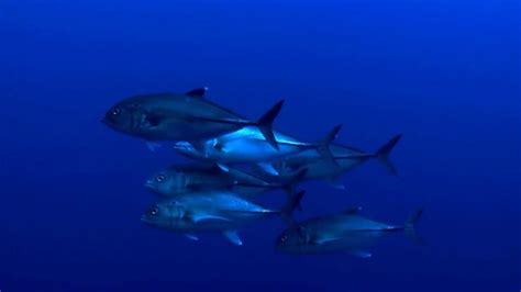 Fish Facts: Blackfin Tuna - The Jump