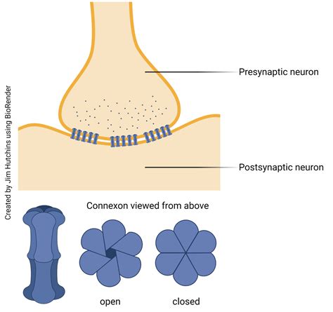 Electrical Synapses – Introduction to Neuroscience