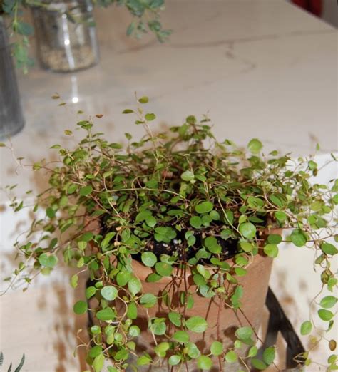 The Indoor Garden: The Sweet Wire Vine