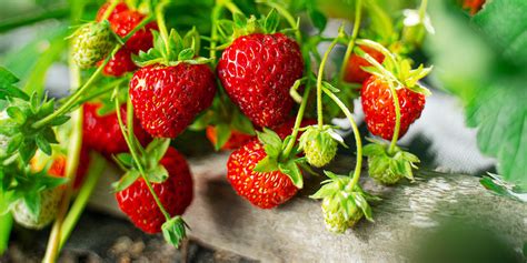 The Beginner’s Guide to Strawberry Plant Care in North Dakota | Plant ...