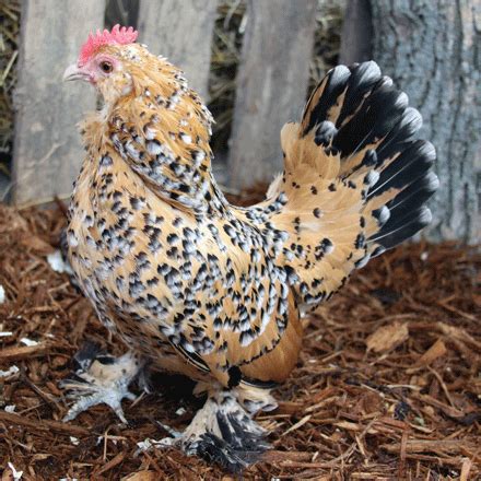 Mille Fleur D'Uccle bantam | Beautiful chickens, Bantam chickens ...