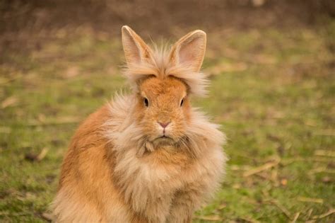 The Lionhead Rabbit - Complete Guide & Top Facts