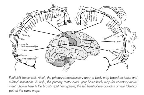 Extended ebook content for The Body Has a Mind of Its Own: Penfield's ...