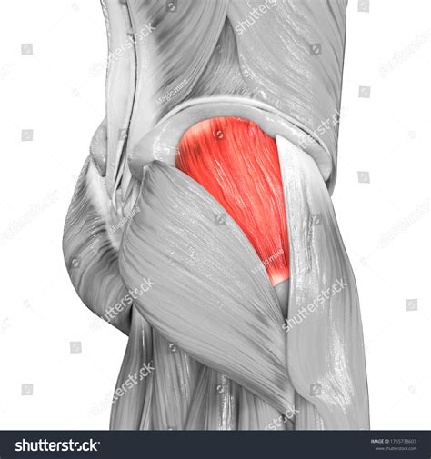 Gluteus Muscles Diagram