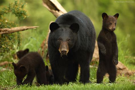 Black Bear Sow and Four Cubs