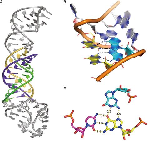 Mrna 3d Structure